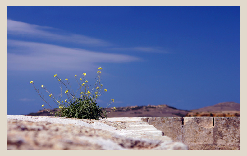 photo "On the fortress wall" tags: architecture, nature, landscape, flowers