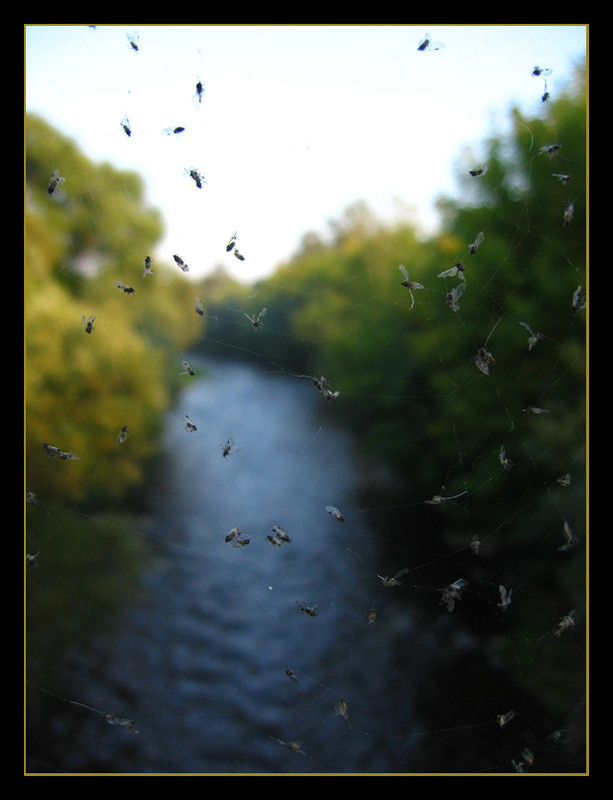 photo "***" tags: landscape, macro and close-up, 