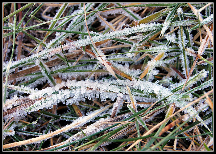photo "--frost--" tags: landscape, macro and close-up, winter