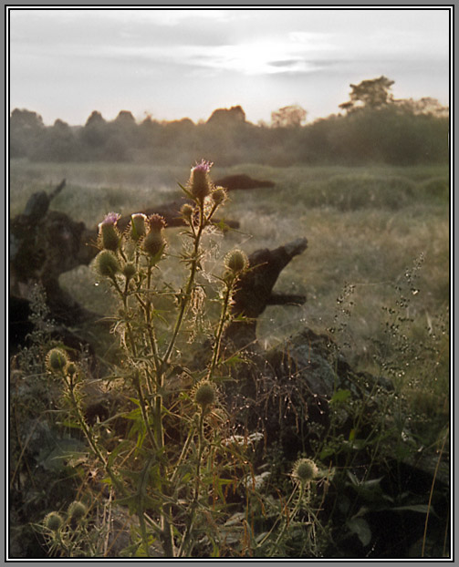 photo "Morning summer sketch" tags: nature, landscape, flowers, summer