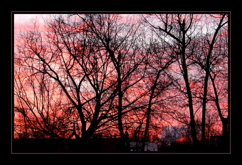 photo "Requiem on trees..." tags: landscape, nature, sunset