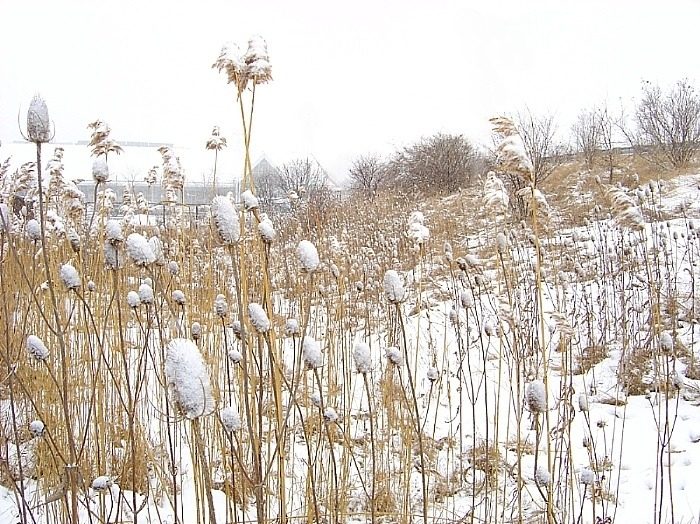 фото "snowing blues" метки: пейзаж, природа, зима, цветы