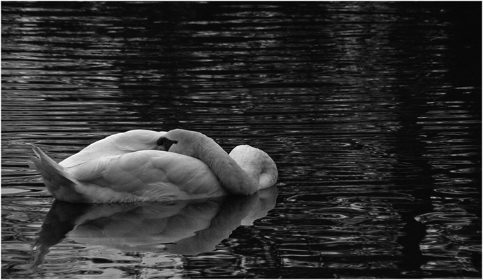 photo "Lonely Swan" tags: nature, black&white, wild animals