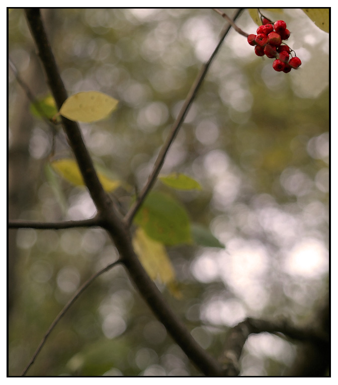 photo "Blush" tags: abstract, nature, flowers