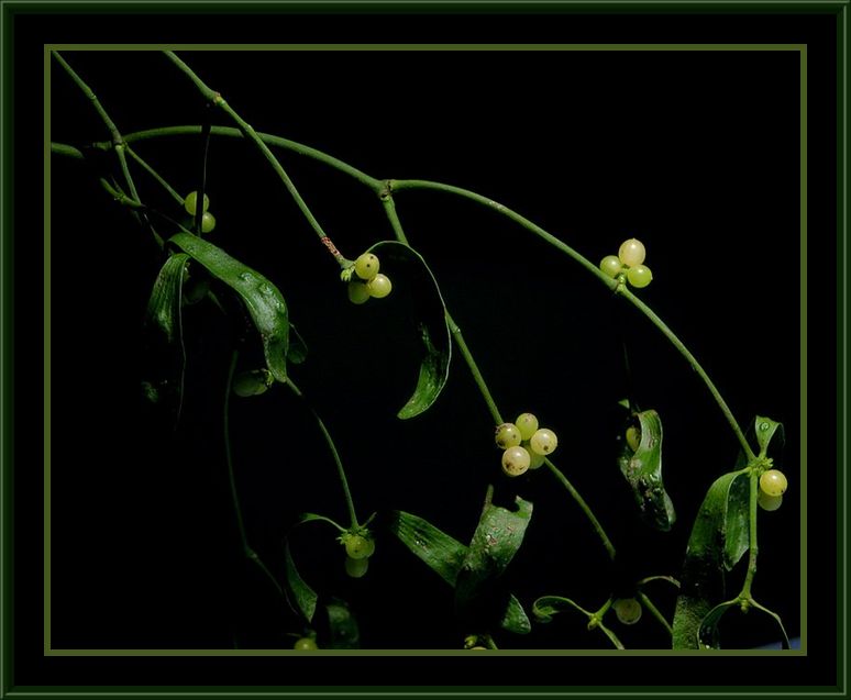 фото "viscum album" метки: природа, цветы