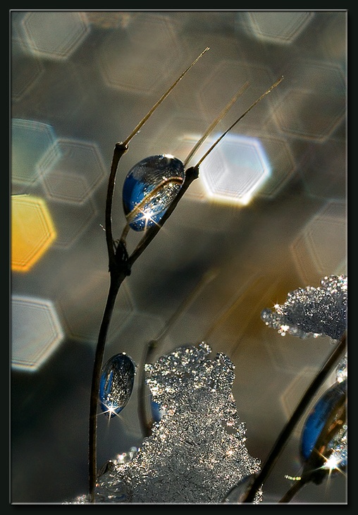 photo "Frozen Rain (17)" tags: macro and close-up, 