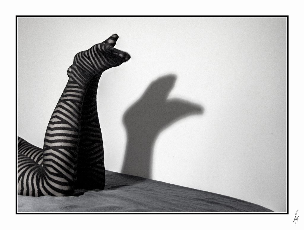 photo "zebra" tags: black&white, 
