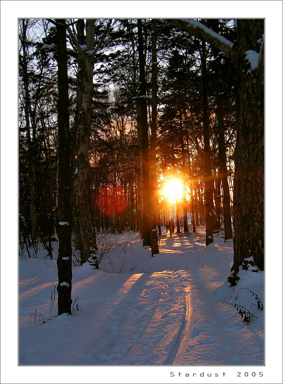 photo "In the Park" tags: landscape, forest, winter