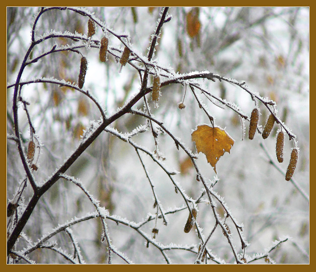 фото "Изморозь" метки: пейзаж, природа, зима