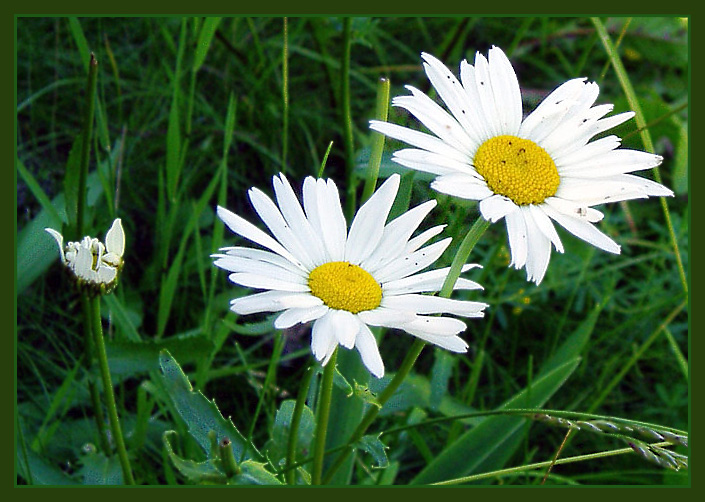 photo "Ox-eye daisy" tags: nature, flowers