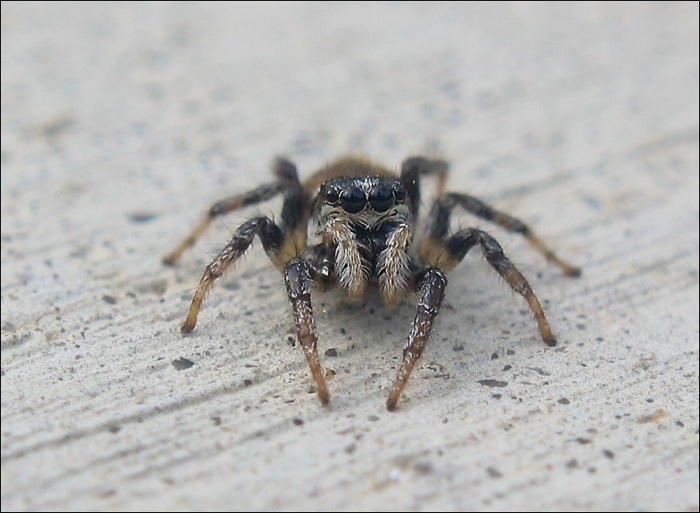 photo "~Spider~" tags: macro and close-up, 