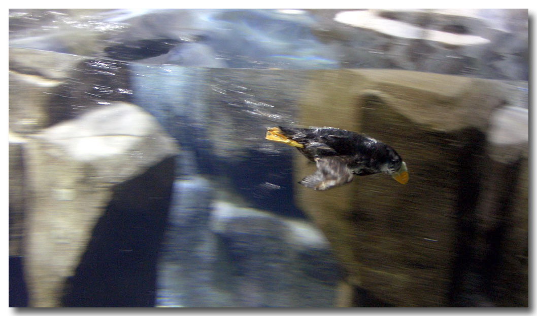 photo "Underwater flight" tags: nature, travel, North America, wild animals