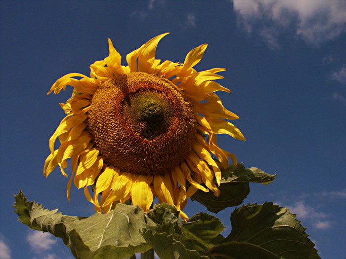 фото "Sun King" метки: природа, цветы