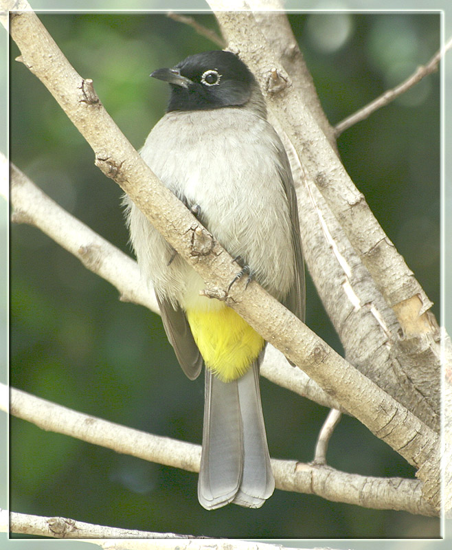 фото "Yellow-vented Bulbul" метки: природа, дикие животные