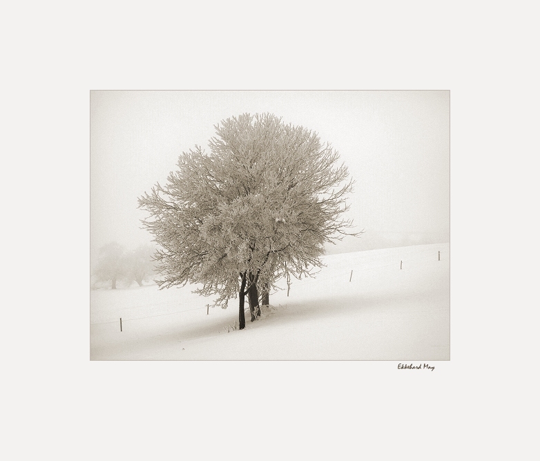 фото "[my love to the trees]" метки: пейзаж, зима