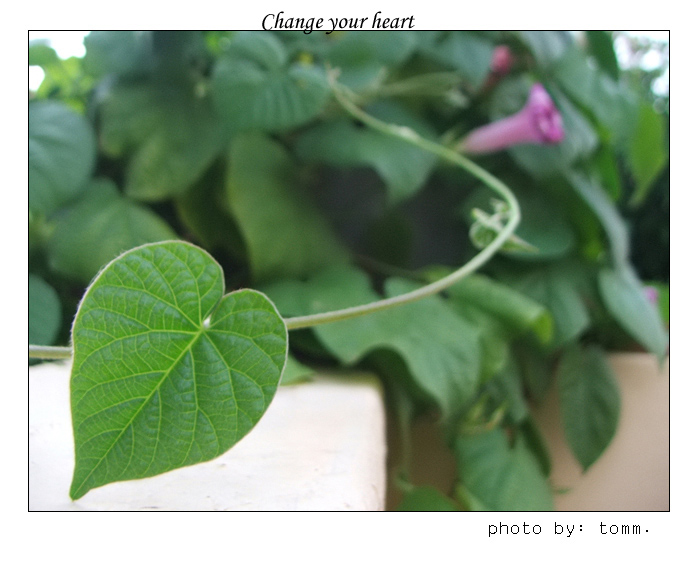 фото "Change your heart" метки: природа, цветы