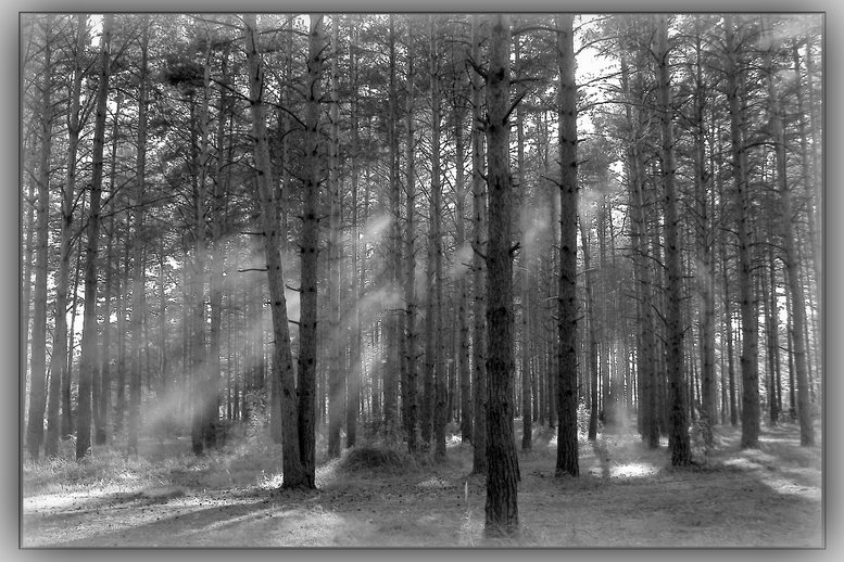 photo "Stereo forest" tags: landscape, autumn, forest