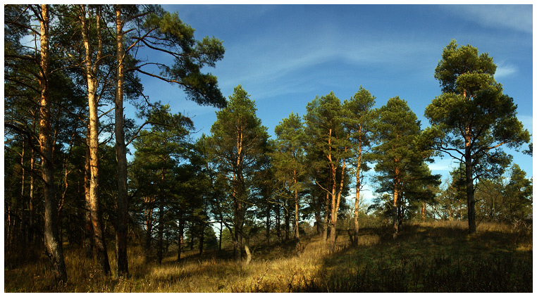photo "***" tags: panoramic, landscape, forest