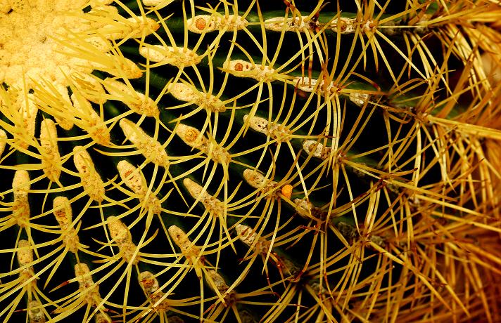 photo "Cactus Sun" tags: nature, abstract, 