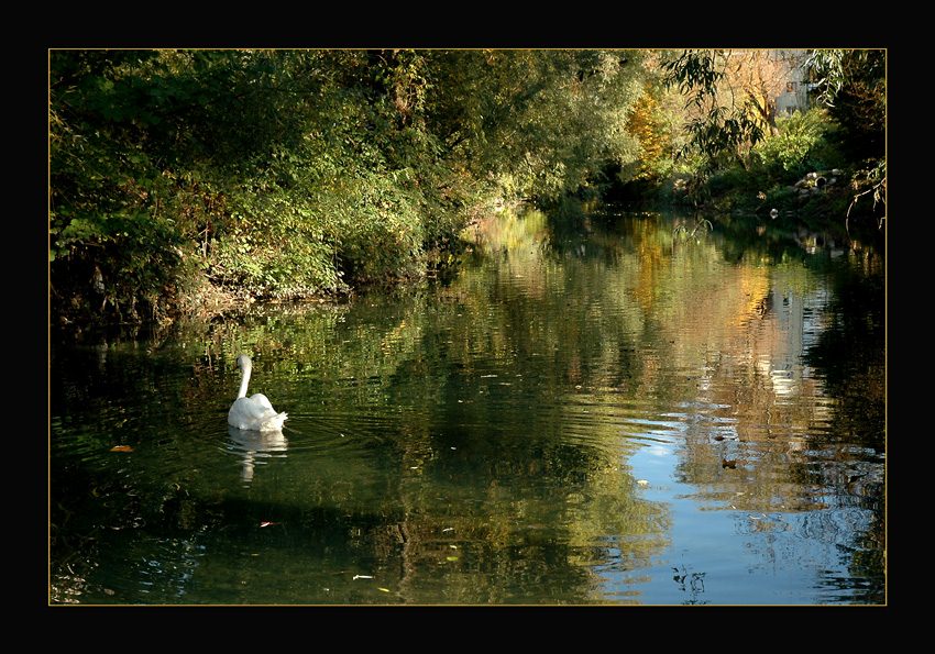 photo "Swan" tags: nature, wild animals