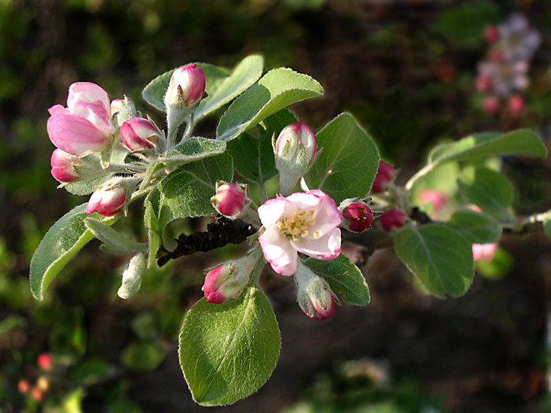 photo "The future apples" tags: nature, macro and close-up, flowers