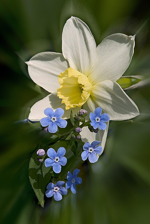 photo "Affinity" tags: nature, flowers