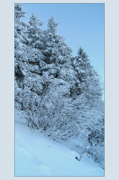 photo "***" tags: landscape, forest, winter