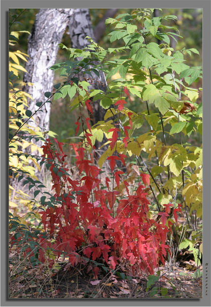 фото "Разноцветная осень" метки: пейзаж, разное, осень