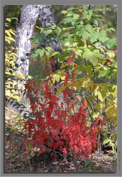 photo "Multi-coloured autumn" tags: landscape, misc., autumn