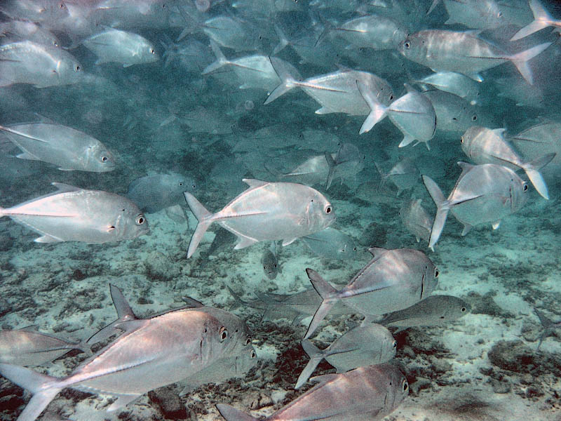 photo "Rush hour" tags: underwater, nature, wild animals