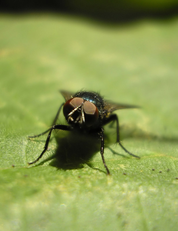 photo "-Who Are You???" tags: nature, macro and close-up, insect