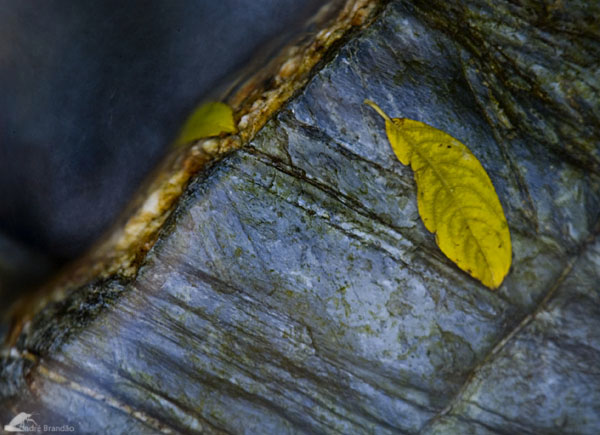 photo "***" tags: nature, 