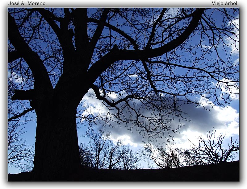 photo "Old tree" tags: landscape, forest