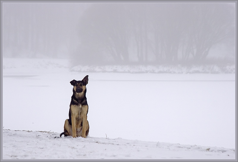 photo "Solitude of the dog" tags: nature, genre, pets/farm animals