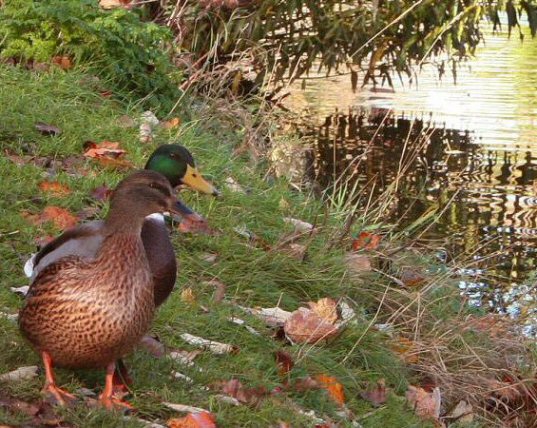 photo "Husband and wife" tags: nature, genre, wild animals