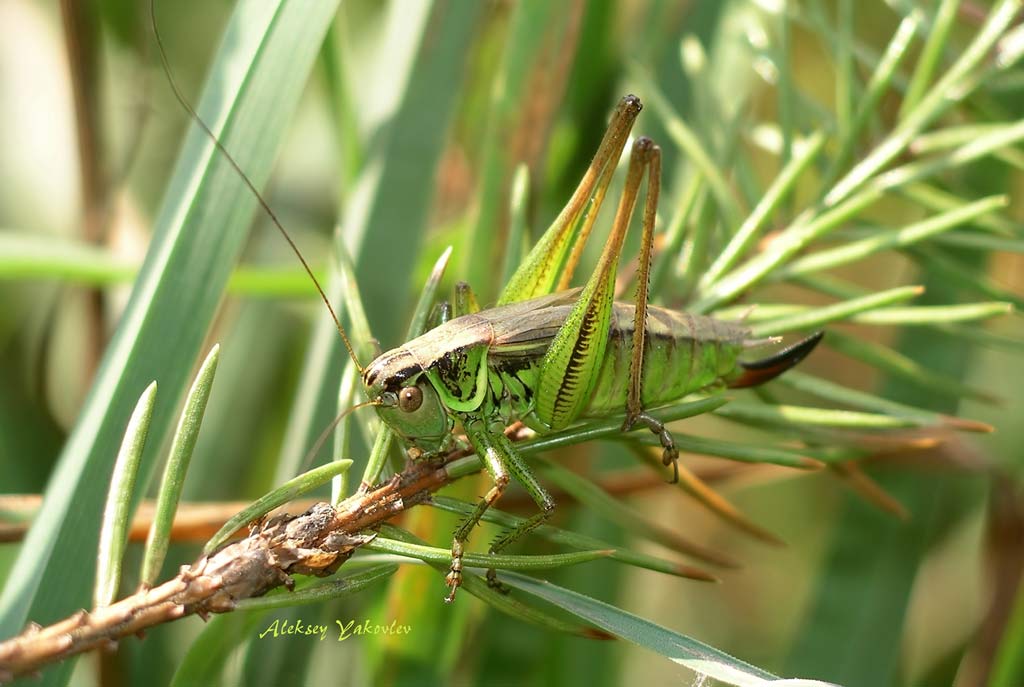 фото "В траве сидел кузнечик" метки: природа, макро и крупный план, насекомое