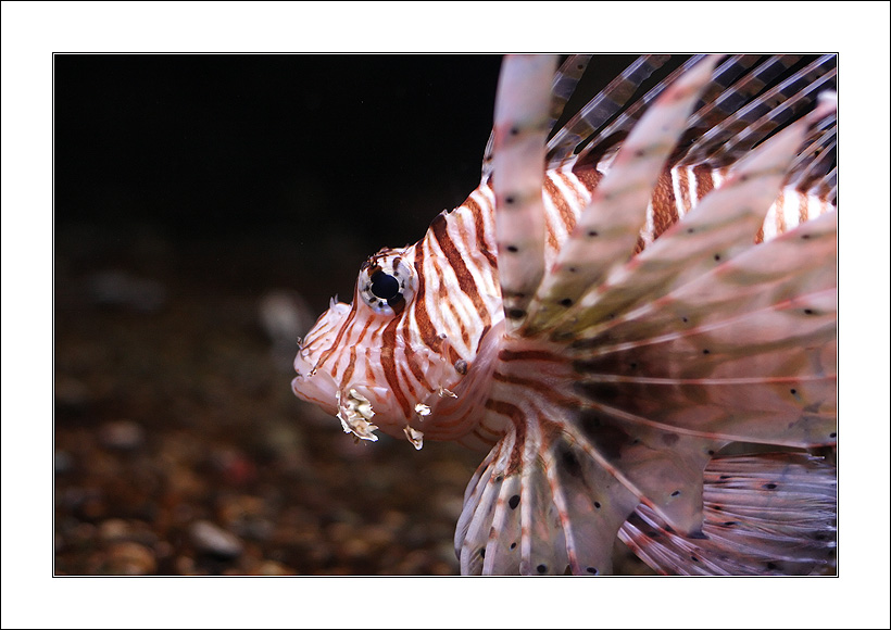 photo "In an kingdom of a sea dragon. Kingly side view" tags: nature, wild animals