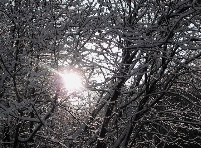 фото "snow in moscow" метки: природа, пейзаж, лес