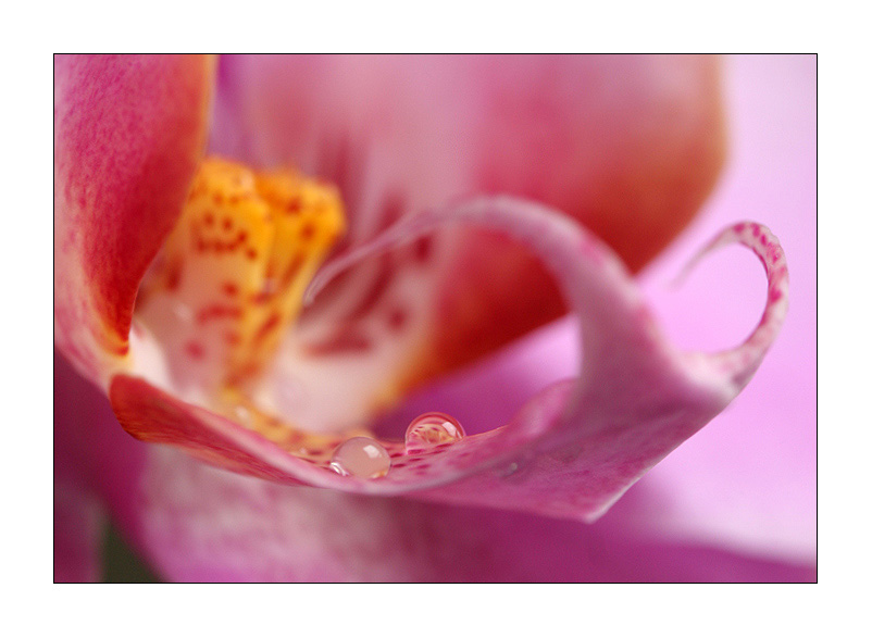 photo "***" tags: nature, macro and close-up, flowers