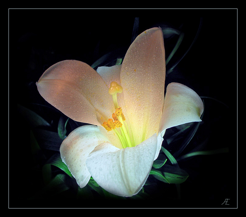 photo "***" tags: nature, macro and close-up, flowers