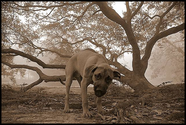 фото "Little Dog" метки: природа, черно-белые, домашние животные