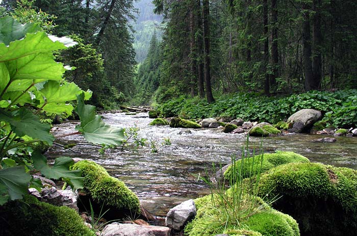 photo "Valley Chocholowska." tags: landscape, 