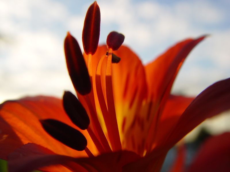 фото "Lily" метки: природа, цветы