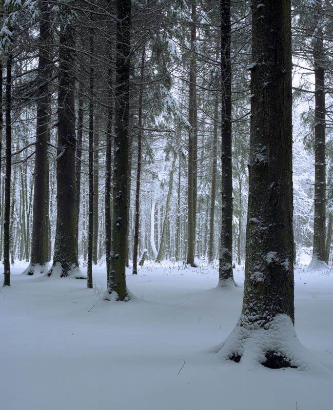 photo "Pine forest" tags: landscape, forest, winter