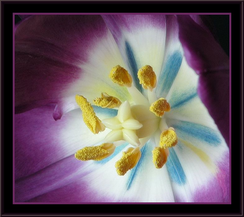 фото "blue throated tulip" метки: природа, цветы