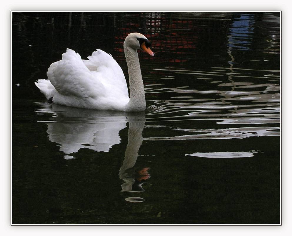 фото "White on Black" метки: природа, 