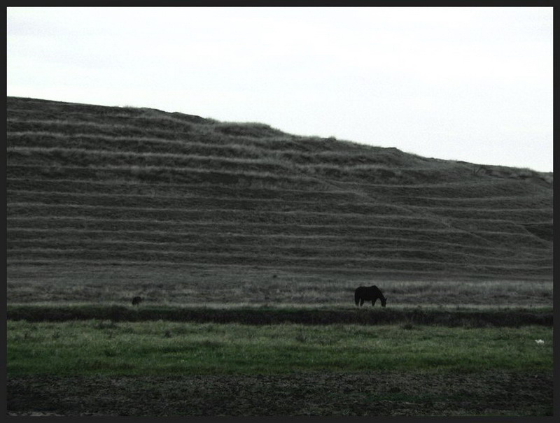 photo "Last grass" tags: landscape, autumn