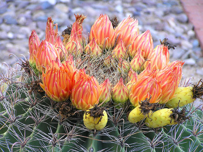 photo "Desert ornaments" tags: travel, nature, North America, flowers