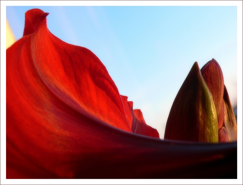 фото "Алый парус" метки: природа, макро и крупный план, цветы