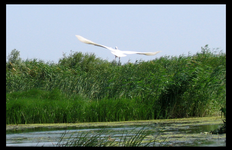 photo "***" tags: landscape, nature, water, wild animals